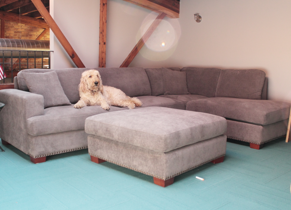 October's GoldenDoodle, Murphy, relaxes in the lofted casual room