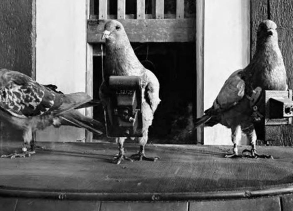 Pigeon_Roost