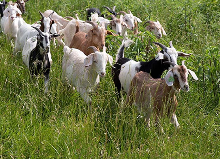 ComEd Goats are baaaack for a second year