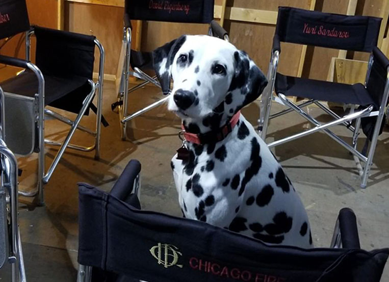 ‘Chicago Fire’ firehouse dog takes center stage