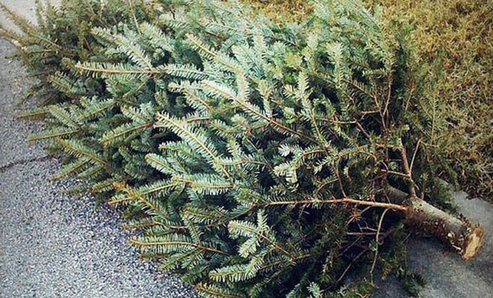 How to recycle your Christmas tree and broken holiday lights